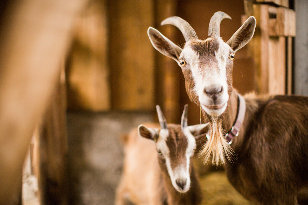 Pygmy goats at hardys animal farm